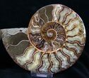 Beautiful Agatized Ammonite Pair #11012-2